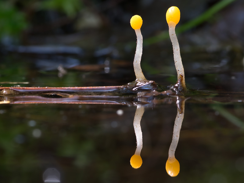 Mitrula paludosa